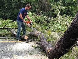 Best Tree Risk Assessment  in Halesite, NY
