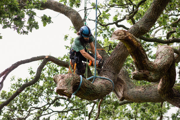 Best Tree Mulching  in Halesite, NY