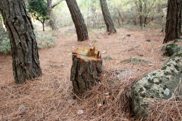 Professional Tree Care in Halesite, NY