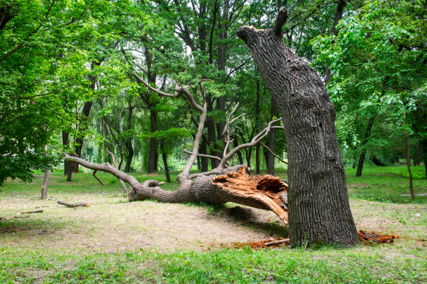 Best Hazardous Tree Removal  in Halesite, NY
