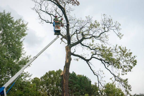 Best Tree Health Inspection  in Halesite, NY