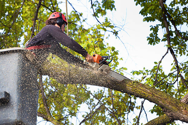 Best Tree Removal  in Halesite, NY