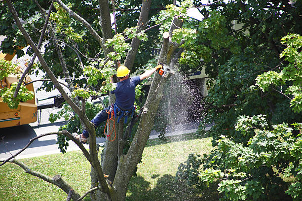 Lawn Renovation and Restoration in Halesite, NY