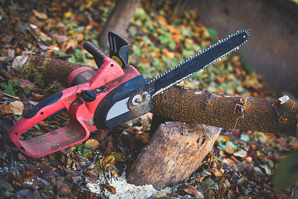 Best Tree and Shrub Care  in Halesite, NY