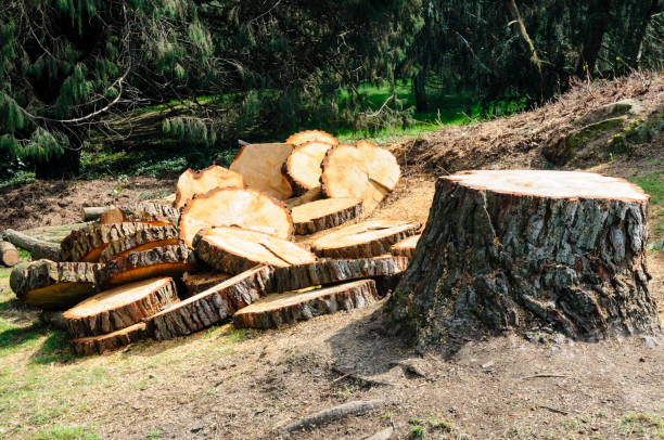Best Tree Preservation Services  in Halesite, NY